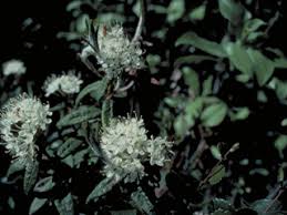 Attēlu rezultāti vaicājumam “Ledum palustre flower”