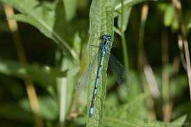 Attēlu rezultāti vaicājumam “Coenagrion puella male”