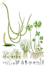 Attēlu rezultāti vaicājumam “Lycopodiaceae”