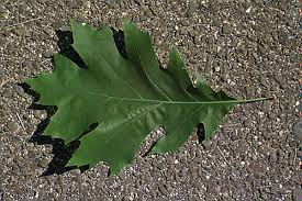 Attēlu rezultāti vaicājumam “Quercus rubra leaf”