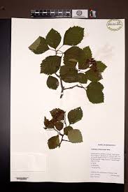 Attēlu rezultāti vaicājumam “Crataegus chrysocarpa”