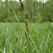 Attēlu rezultāti vaicājumam “Carex acutiformis flower”