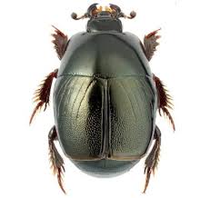 Attēlu rezultāti vaicājumam “Hypocaccus rugiceps”