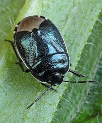 Attēlu rezultāti vaicājumam “Cydnidae”