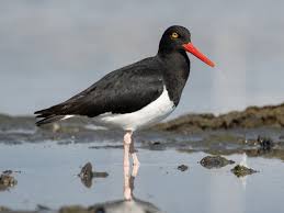 Attēlu rezultāti vaicājumam “Hamatocaulis lapponicus”