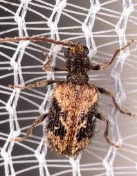 Attēlu rezultāti vaicājumam “Ptinus sp.”