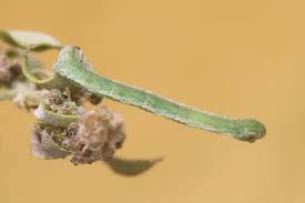 Attēlu rezultāti vaicājumam “Eupithecia sinuosaria”