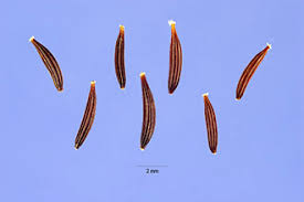 Attēlu rezultāti vaicājumam “Crepis tectorum”