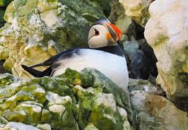 Image result for Fratercula arctica