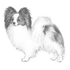 Image result for papillon