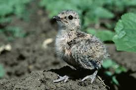 Image result for Glareola pratincola