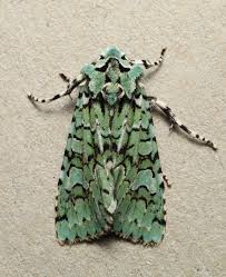 Attēlu rezultāti vaicājumam “Griposia aprilina”