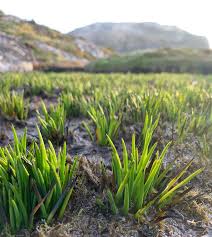 Attēlu rezultāti vaicājumam “Isoetaceae”