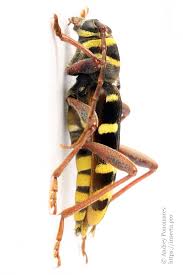 Attēlu rezultāti vaicājumam “Plagionotus detritus imago”