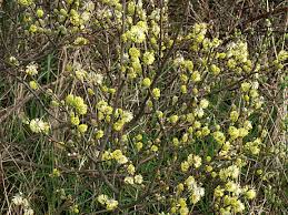 Attēlu rezultāti vaicājumam “Salix aurita flower”