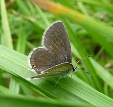 Attēlu rezultāti vaicājumam “Everes argiades”