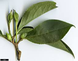 Attēlu rezultāti vaicājumam “Enkianthus chinensis leaf”