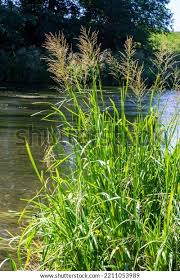 Attēlu rezultāti vaicājumam “Glyceria maxima”