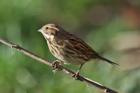Attēlu rezultāti vaicājumam “Emberiza schoeniclus eggs”