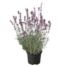 Attēlu rezultāti vaicājumam “Lavandula angustifolia”