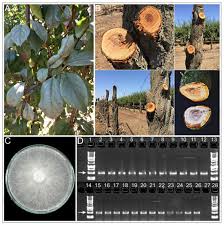 Attēlu rezultāti vaicājumam “Chondrostereum purpureum”