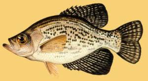 Image result for Pomoxis nigromaculatus