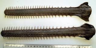 Image result for Pristis pristis