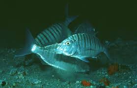 Image result for Lithognathus lithognathus