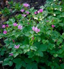 Attēlu rezultāti vaicājumam “Rubus arcticus flower”