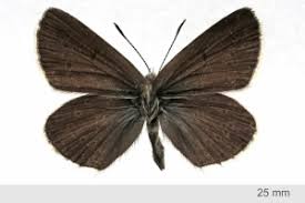 Attēlu rezultāti vaicājumam “Eumedonia eumedon”