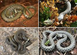 Attēlu rezultāti vaicājumam “Natrix natrix”