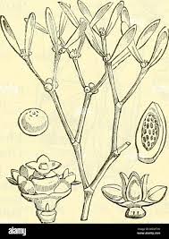 Attēlu rezultāti vaicājumam “Viscum album female flower”