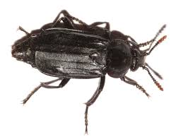 Attēlu rezultāti vaicājumam “Necrodes littoralis”