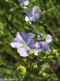 Attēlu rezultāti vaicājumam “Linum usitatissimum leaf”