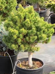 Attēlu rezultāti vaicājumam “Pinus banksiana”