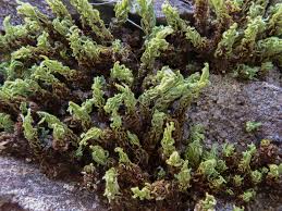 Attēlu rezultāti vaicājumam “Encalypta streptocarpa”