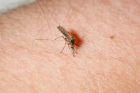 Attēlu rezultāti vaicājumam “Culex pipiens female”