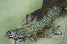 Attēlu rezultāti vaicājumam “Pandemis cerasana”