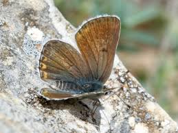 Attēlu rezultāti vaicājumam “Eumedonia eumedon underside”