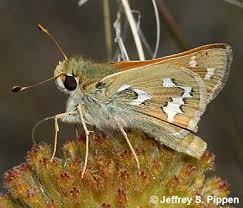 Attēlu rezultāti vaicājumam “Hesperia comma female”