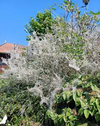 Attēlu rezultāti vaicājumam “Euonymus europaeus flower”
