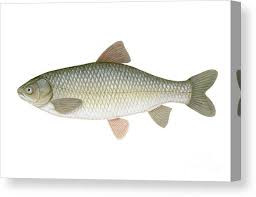 Image result for Ctenopharyngodon idella