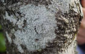 Attēlu rezultāti vaicājumam “Pertusaria amara”