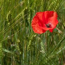 Image result for Papaver rhoeas