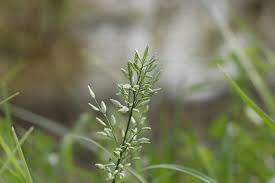 Attēlu rezultāti vaicājumam “Corynephorus canescens leaf”