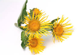 Attēlu rezultāti vaicājumam “Inula helenium flower”