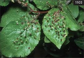 Attēlu rezultāti vaicājumam “Eriophyes padi”