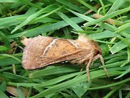 Attēlu rezultāti vaicājumam “Hepialus sylvina female”