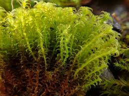 Attēlu rezultāti vaicājumam “Didymodon fallax var. brevifolius”