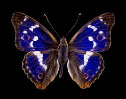 Attēlu rezultāti vaicājumam “Apatura iris”